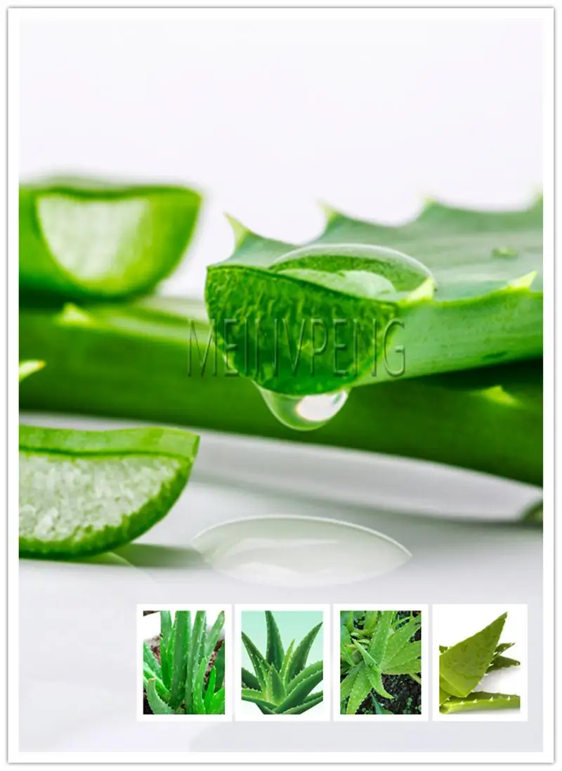 

500 PCS High Quality Mulit -Color Aloe Vera bonsai Rare Herbs Tree plant Bonsai Indoor Outdoor Plants For Home & Garden
