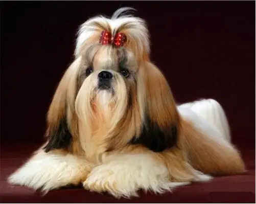 5DIY Алмазная Вышивка Животных Shih Tzu собака алмазная картина крестиком 3D мозаика