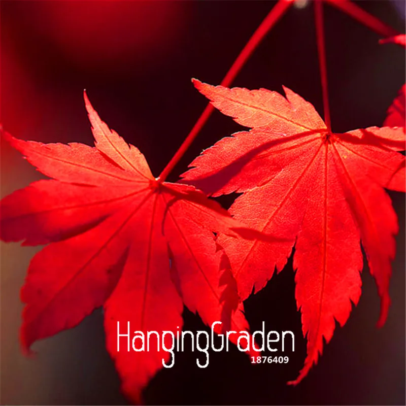 

100 Pieces/Pack Promotion!Red Japanese Maple Beautiful Plant Tree flores Bonsai Garden Decor DIY Plant Home