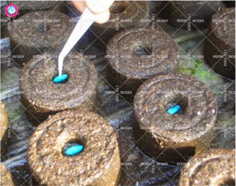 Peat Nursery Nutrition Block Vegetable Integrated Compression Nutrition Base For Home Garden Easy To Use Improve The Soil 1pcs