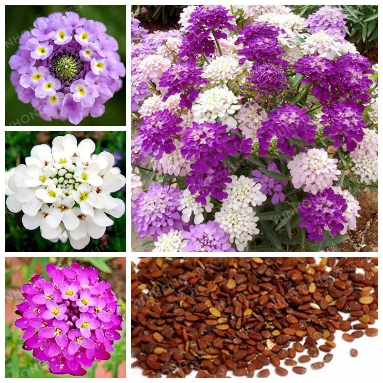 

50 pcs Balcony Courtyard Decor Iberis Amara Bonsai Bee Chamber Flower Bonsai Rare Mixed Bonsai Buckling Flowers DIY Home Garden