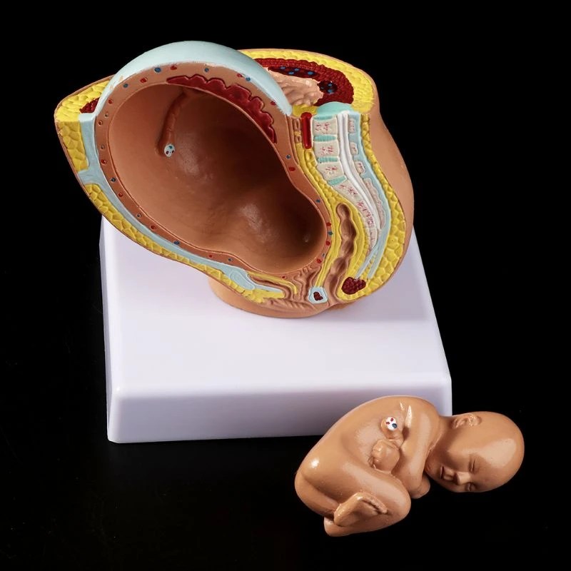 Accessoires Medicaux Pour Bebe Modele Medical Pour Le Developpement Du Fœtus 9 Mois Grossesse Humaine Aliexpress