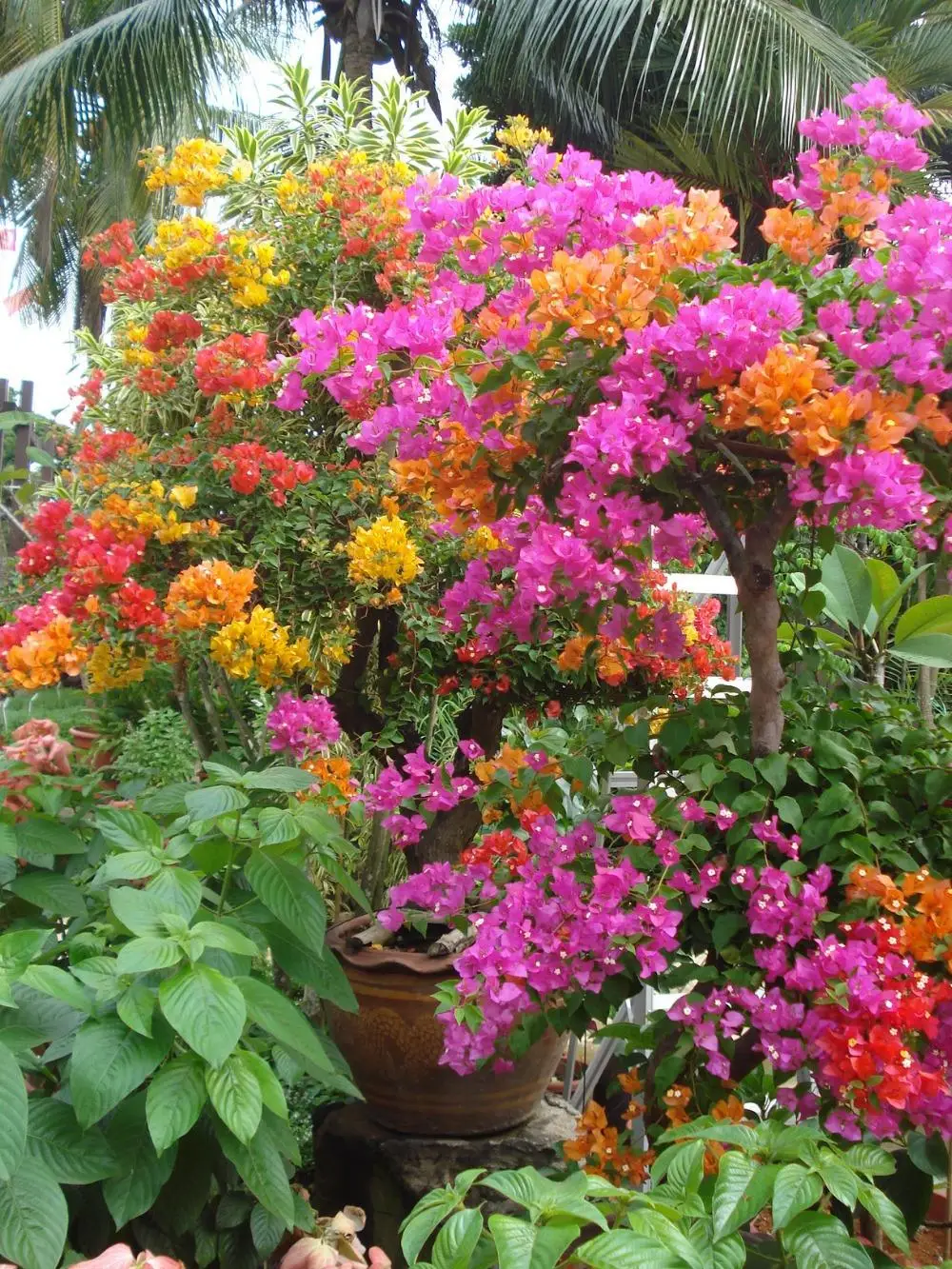 1bag=10pcs Mix color 'Bougainvillea Spectabilis Willd" Seeds rare