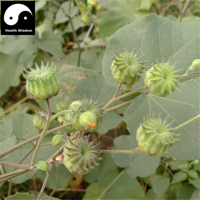 Chingma Abutilon Te 400pcs Plant Cer Mallow For Malvae Chingma Abutilon Te 400pcs Plant Cer Mallow For Malvae Dong Kui Zi