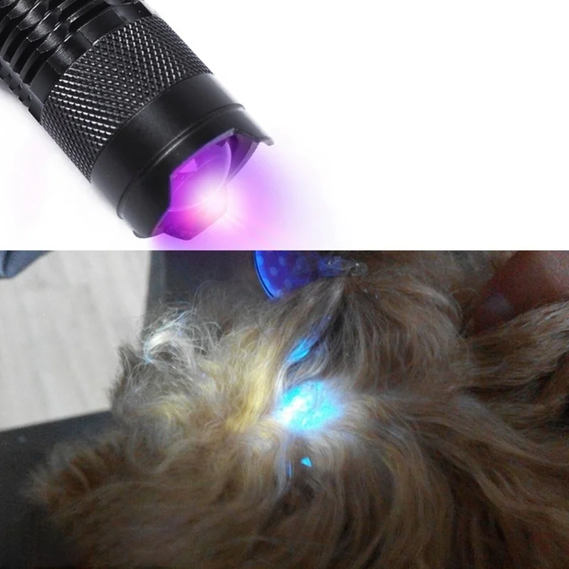 

Portable UV Flashlight for Pet Urine Test Face Mask Makeup Test, 365nm, Ultraviolet Light Detector, AA Batteries Unincluded