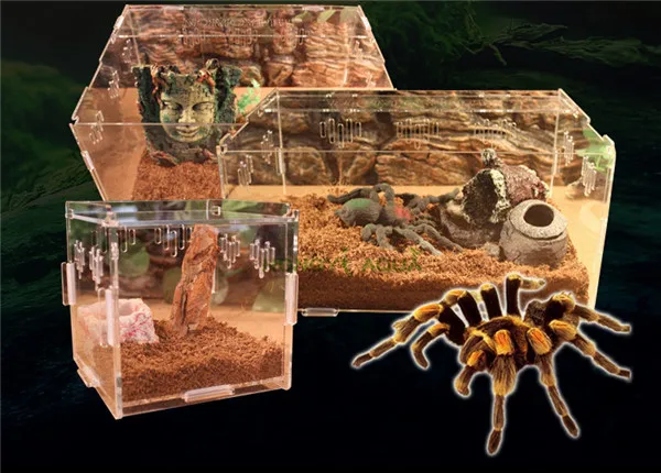 

Acrylic Reptile Terrarium Habitat Ideal for Larvae spiders