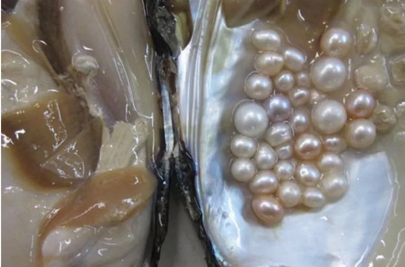 10 шт. Большой жемчуг Oyster Monster Pearl удивительный натуральный пресноводный в