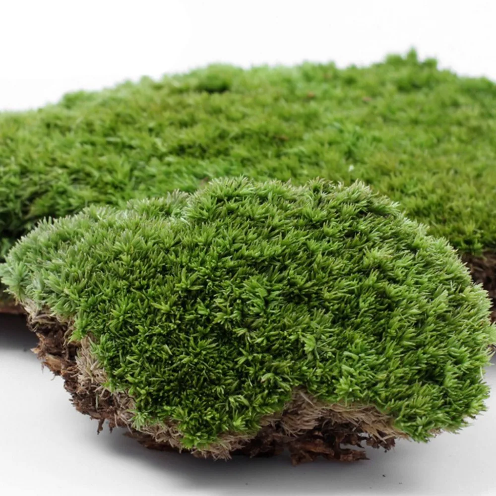 Natural Moss Mat Wild Mosses Preserved Dried Moss for Micro Landscaping Terrarium Garden Plant Pot Decorations