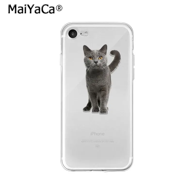 Cute Cat Kitten