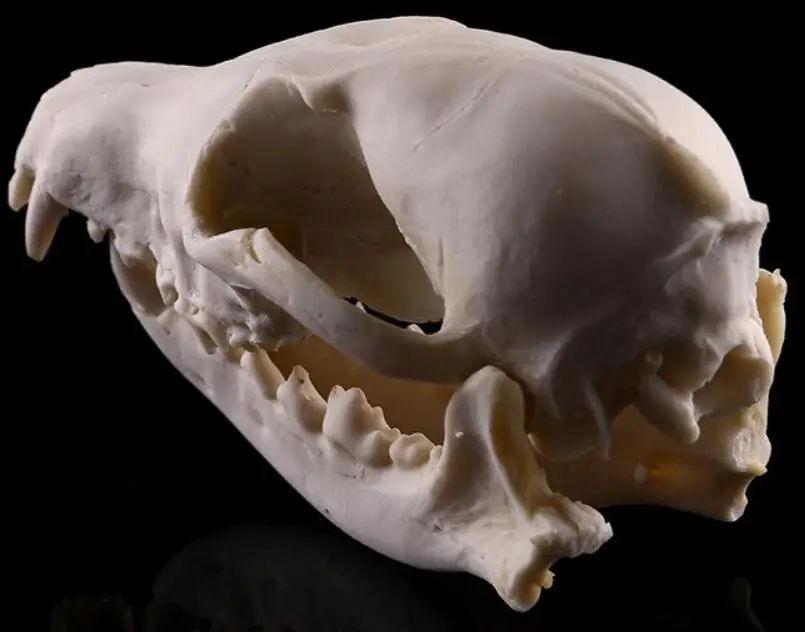 Fox skull model Medical Science Educational Supplies Skull Skeleton Mold Kids Gifts Toys Halloween Decoration