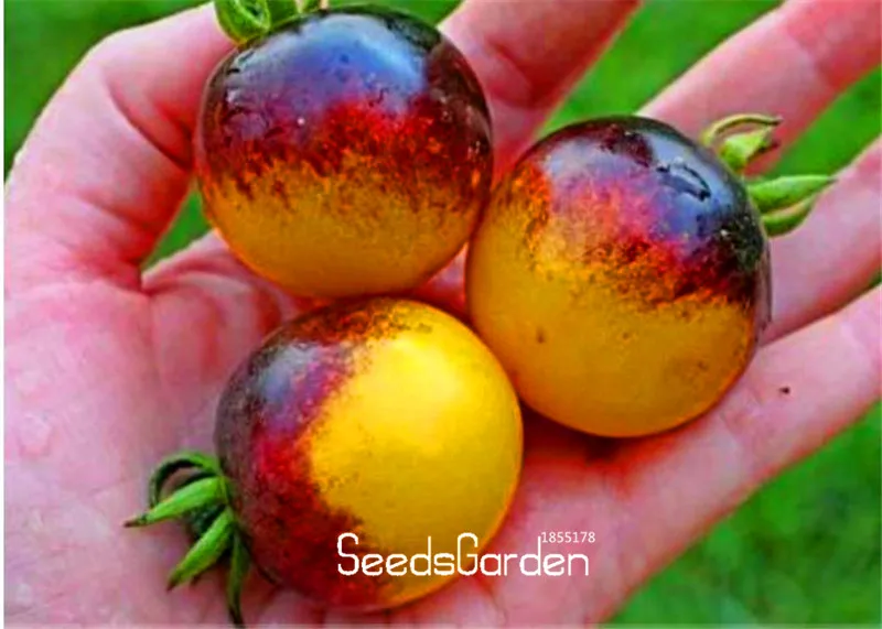 Hot Sale!Vegetable seeds,VERY RARE BUMBLE BEE HEIRLOOM TOMATO! LOW ACID