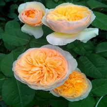 De Coupe Fleur Jardin Promotion Achetez Des De Coupe Fleur