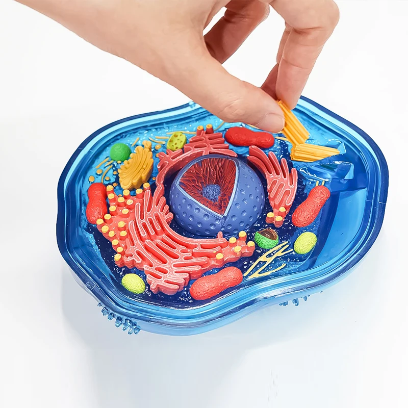 4D Animal Cell Model 4