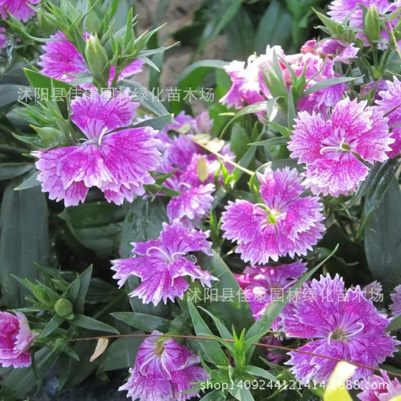 

Flower plant of Dianthuplant plumariuplant 200g / Pack