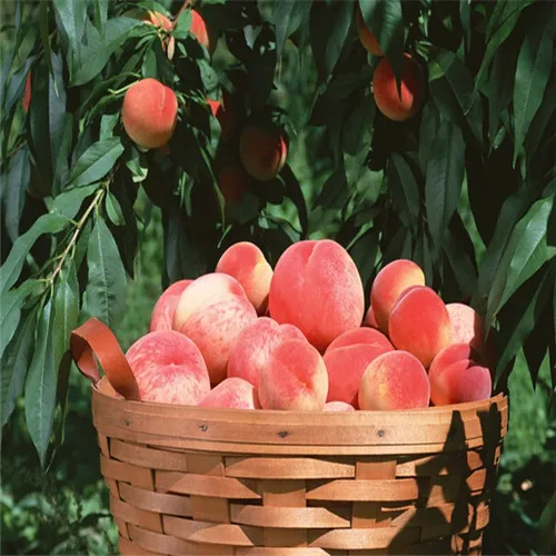 Peach Seeds 10 Pcs Best Seeds Online Free Shipping Worldwide