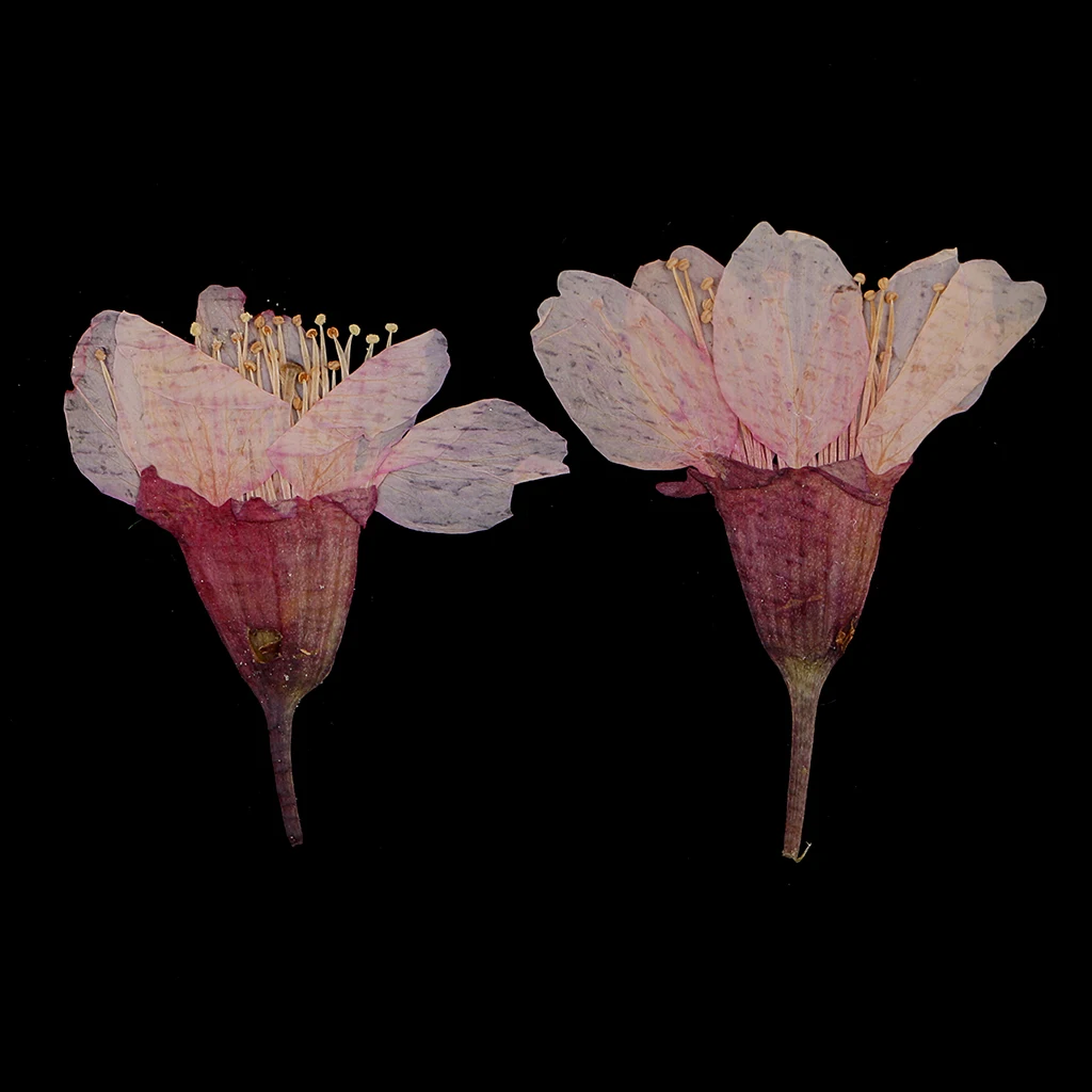 MagiDeal 12x Pressed Real Sakura Flower Dried Flowers DIY Phone Case Scrapbook Crafts for Making Greeting Card Craft Accessories