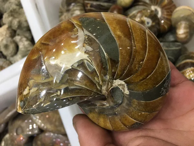 Best Offers Natural conch fossil specimens of Madagascar 