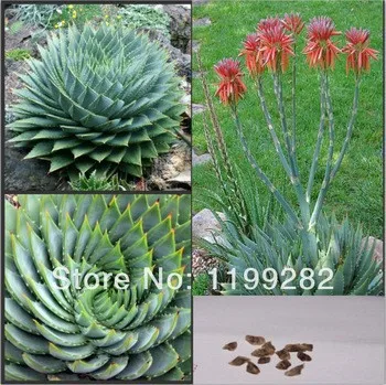

10 Pcs/bag Rare Aloe Vera Bonsai Vegetables & Fruit Edible Beauty Edible Cosmetic Bonsai Plants For Home & Garden