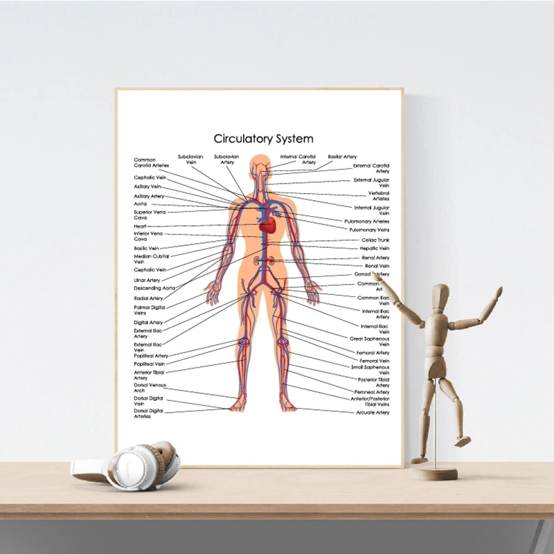 Medical Education Chart of Biology print Office Decoration