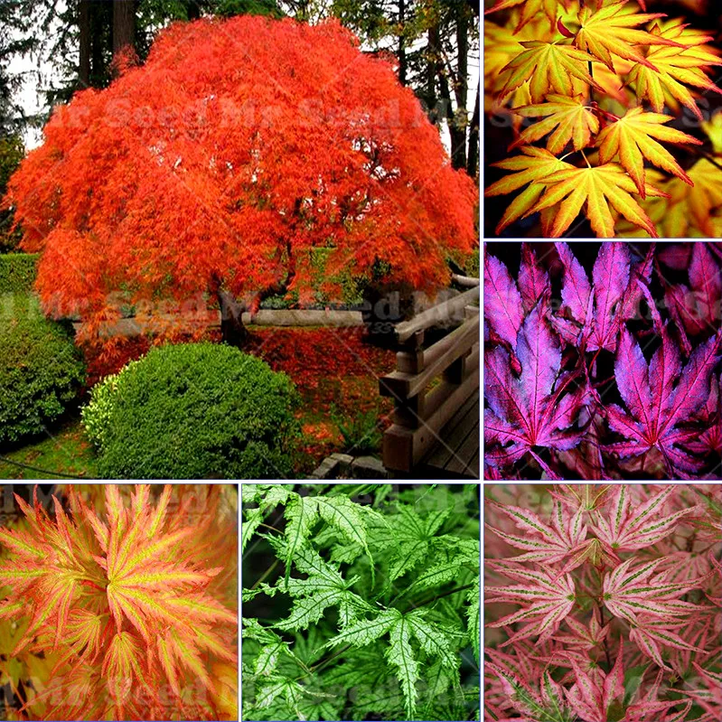 Japanse maple planten koop goedkope japanse maple planten loten ...