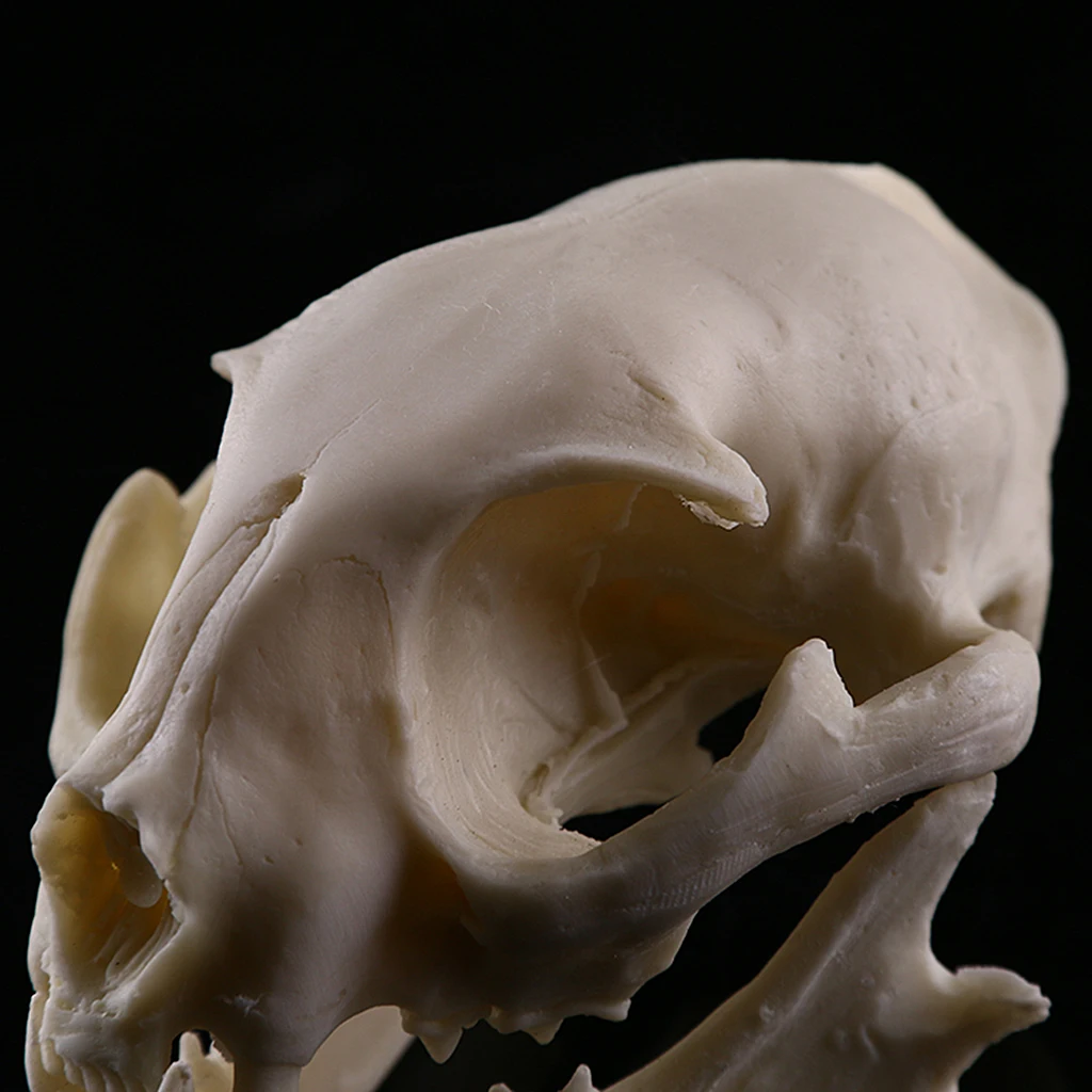 

Practical Lucky Cat Skull Resin Statuette Skeleton Model Aquarium Lifelike Fish Tank Landscape Bedroom Decoration Great as Gift