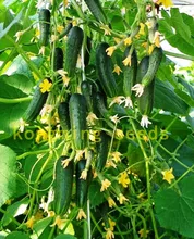 cucumber seeds 100 japan mini cucumber vegetable and fruit seeds for home garden supply Cucumis sativus Linn