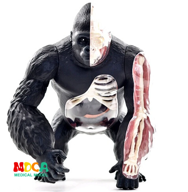 

Educational Designer Toys 4D Forest Animals Puzzle Master DIY Anatomical model for Children mkd3 Silver back apes gorilla