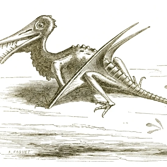 Rhamphorhynchus Poster Print by Science Source (36 x 24)