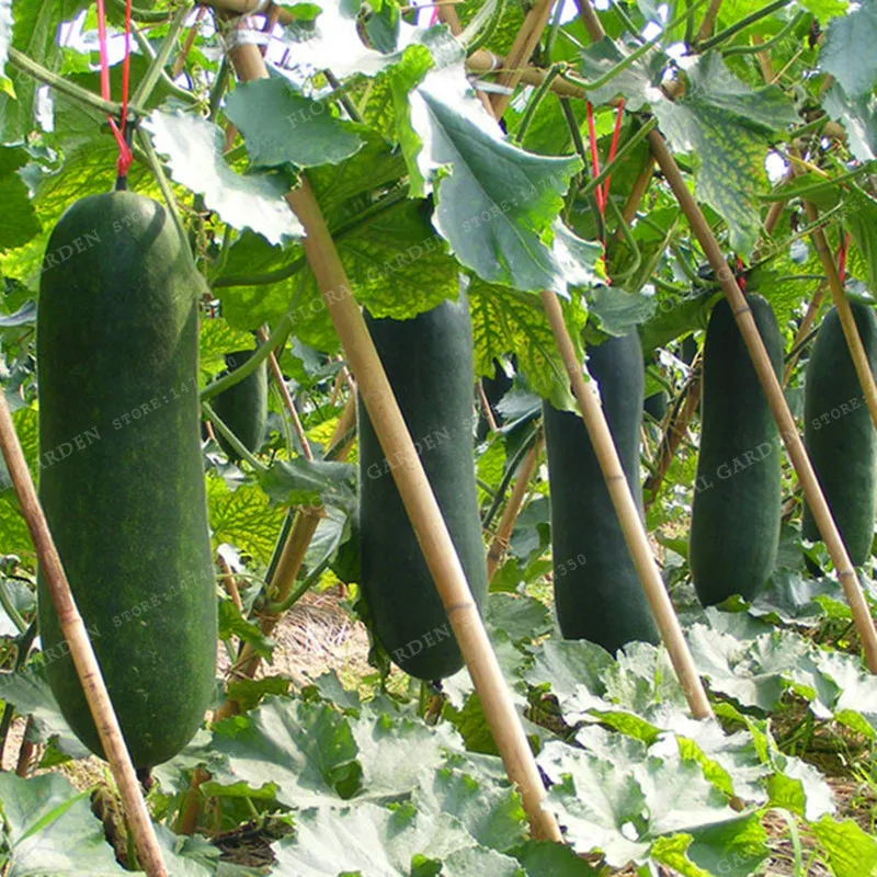 

Vegetable bonsai Wax Gourd plant Organic Benincasa Hispida plant Sheet Jelly Big Wax Gourd - 20PCS Outdoor Garden Plants
