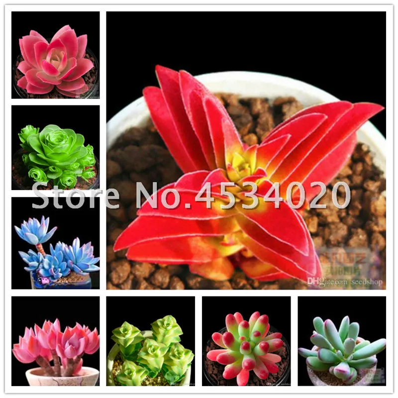 

100 pcs /bag Exotic Mini Succulent Cactus Rare Succulent Perennial Herb bonsai plants Pot Flower Indoor For Garden Flore Pot