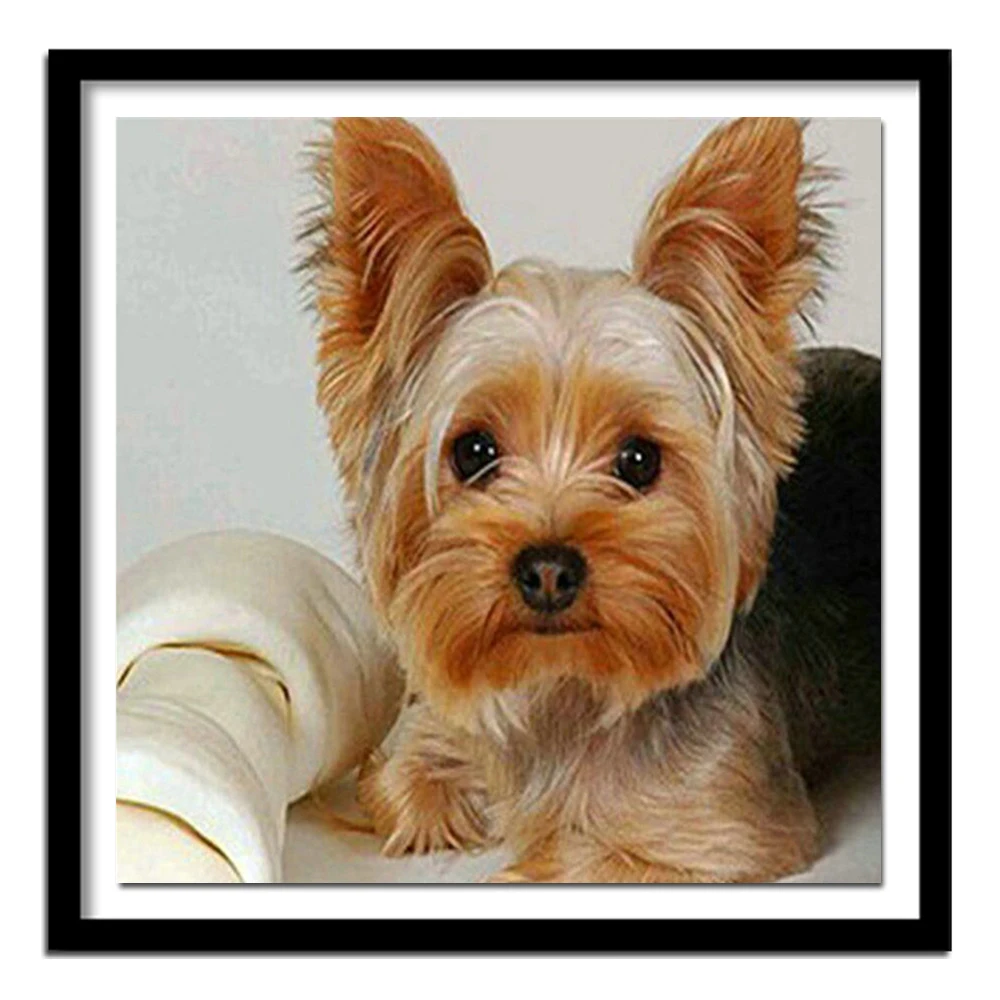 Йоркширский терьер поносит. Йоркширский терьер какает. Собака йоркширский терьер спит. Йоркширский терьер поносит. Йоркширский терьер голд.