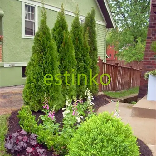 aliexpresscom buy hot selling 50pcs cypress trees seeds conifer seeds diy home garden free shipping from reliable home wedges suppliers on estinko - Trees For Home Garden aliexpresscom buy hot selling 50pcs cypress trees seeds conifer seeds diy home garden free shipping from reliable home wedges suppliers on estinko - Trees For Home Garden