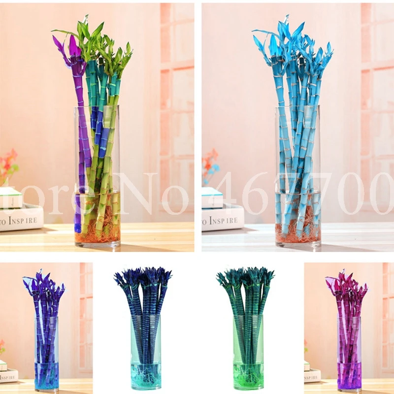 

Time-Limit!! 10 Pcs Rainbow Lucky Bamboo Bonsai Small Potted Plants Purify Dracaena Plantas,Planting Simple for Home & Garden