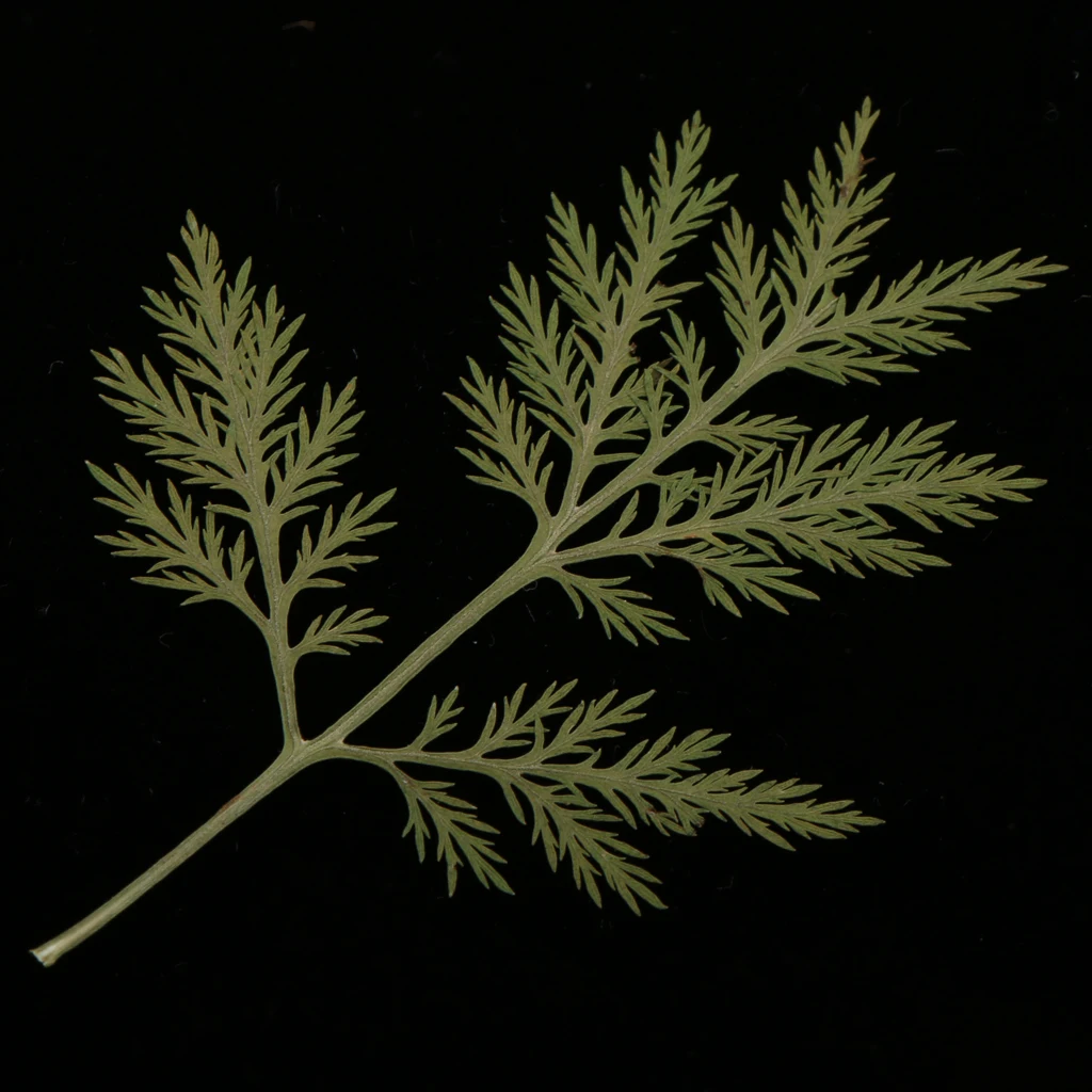Phenovo 10 Pieces Mixed Size Real Pressed Leaves Flower Embellishments Card making Scrapbooking Art Crafts Artemisia carvifolia
