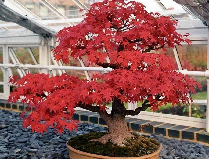 

Bonsai Trident Maple , 40 / Pack, Japanese Hybrid Maple