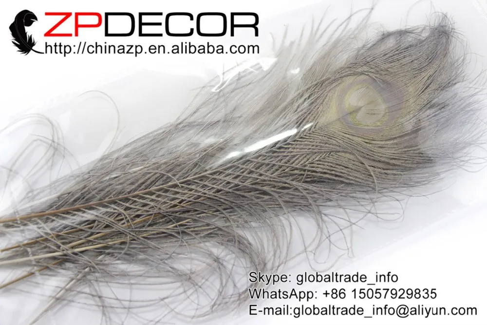 6 Grey Peacock Tail Feather (159)