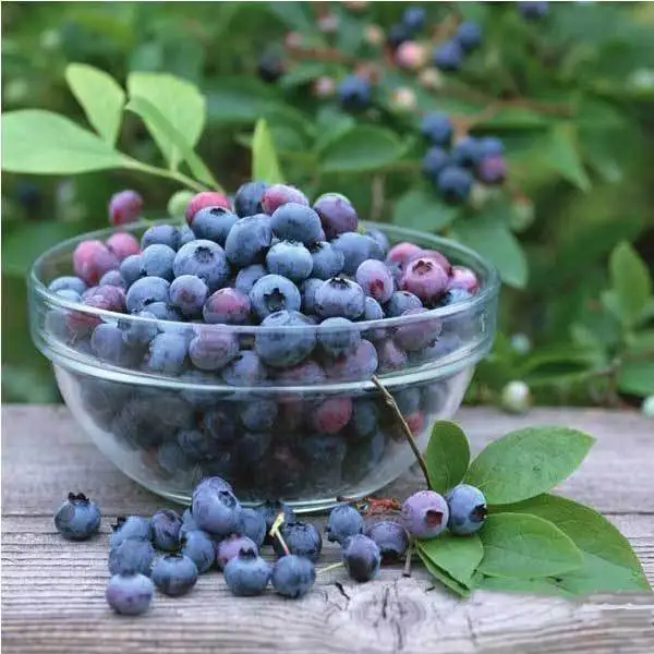 30PCS Bonsai Blueberry Seeds Garden Fruit Plant