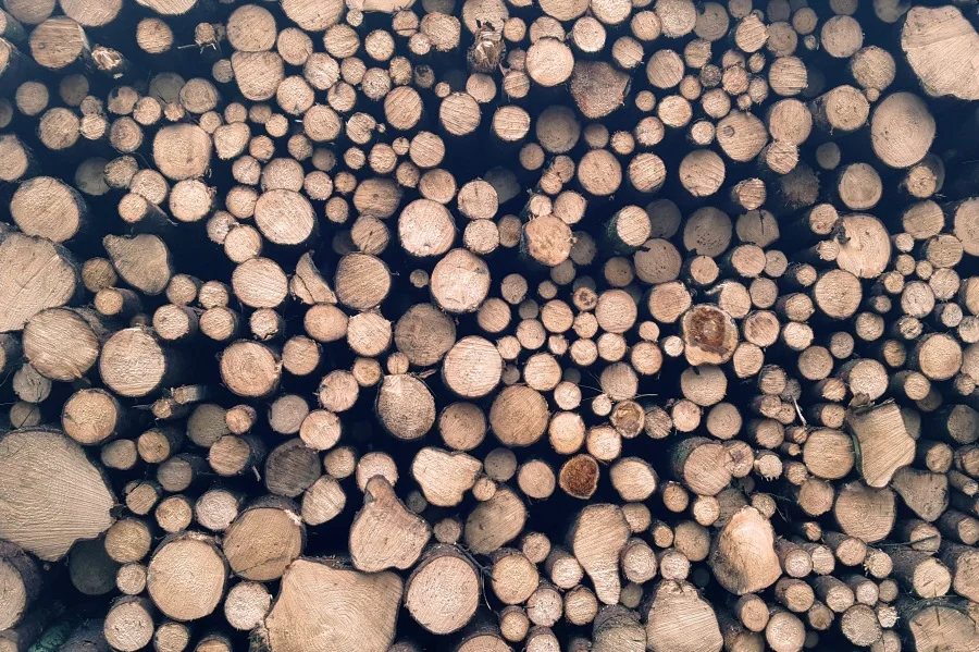 стол слэб карагач. срез старого дерева. сруб дерева. срез дерева. древесина луб камбий сердцевина.