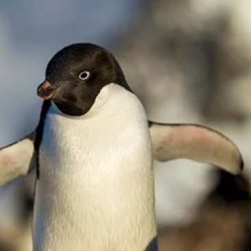 Adelie Penguin portrait  Antarctica Poster Print by Paul Souders (24 x 15)