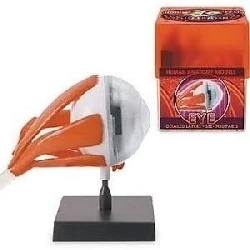 Tedco Toys 32370-EYE Bio Signs Eye Anatomy Model (1)