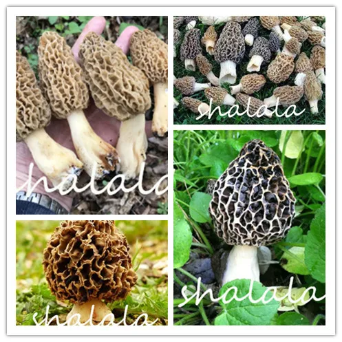 

100Pcs Lovely Mushroom Bonsai Organic Green Food Funny Succulent Plant Edible Healthy Vegetable Dilicious Plant Easy To Grow