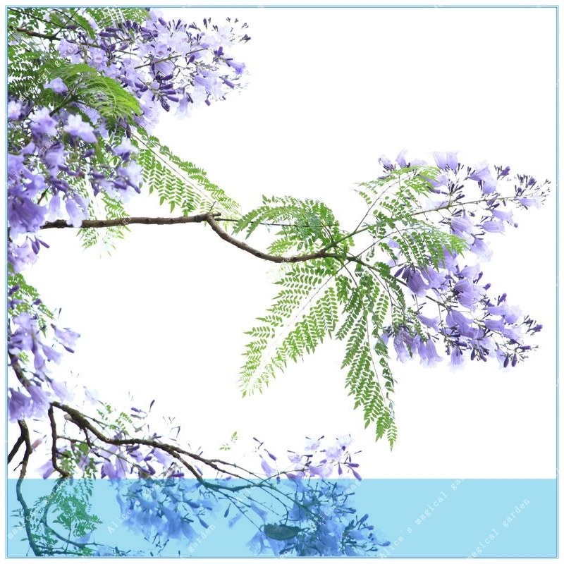 

ZLKING 20pcs Jacaranda mimosifolia jacaranda mimosa-leaved jacaranda Blue Flamboyant