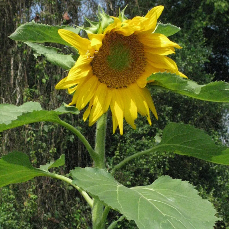 Resultado de imagem para plantas tipicas da mongolia