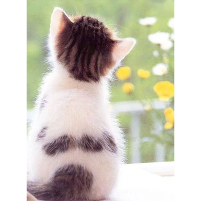 31b7cbd87223d2a7d39fb2ab9cf703c8--animals