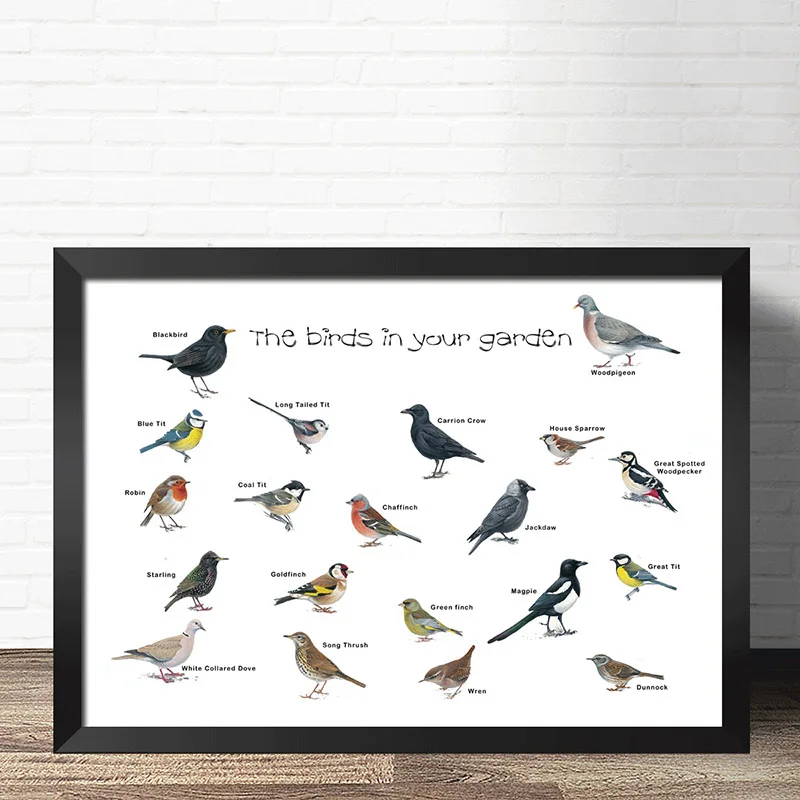 

COSY MOMENT Birds in garden Species Distribution Prints Zoological Geography Wall Poster Reference Chart For Kids Room ZS172