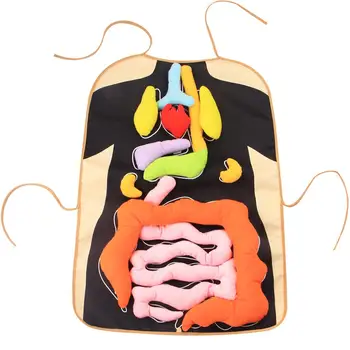 

Visceral Apron Educational Body Structure Learn Organ Special Education Teaching Aids Anatomy Toy Birthday Gifts In Stock