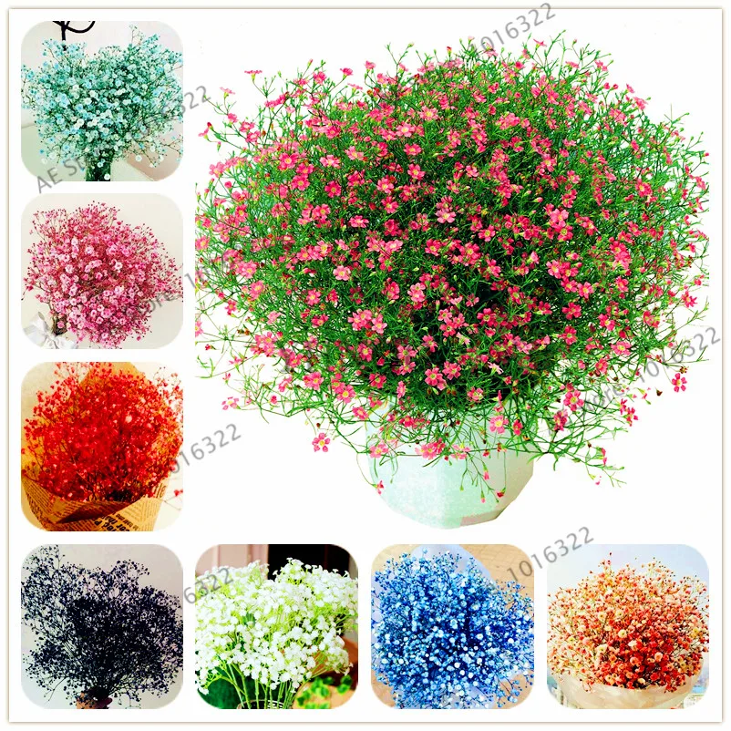 

100pcs/bag Gypsophila paniculata Bonsai,pink stars flower,Starry potted plants flower Plantas for home and garden