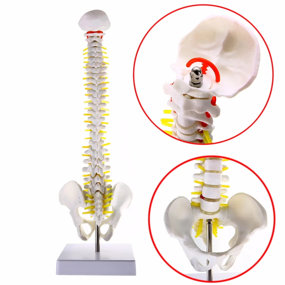 

Mayitr 450*140mm Life Size Vertebral Column Human Spine with Pelvic Model Anatomical Model Skeleton + Fexible Stand