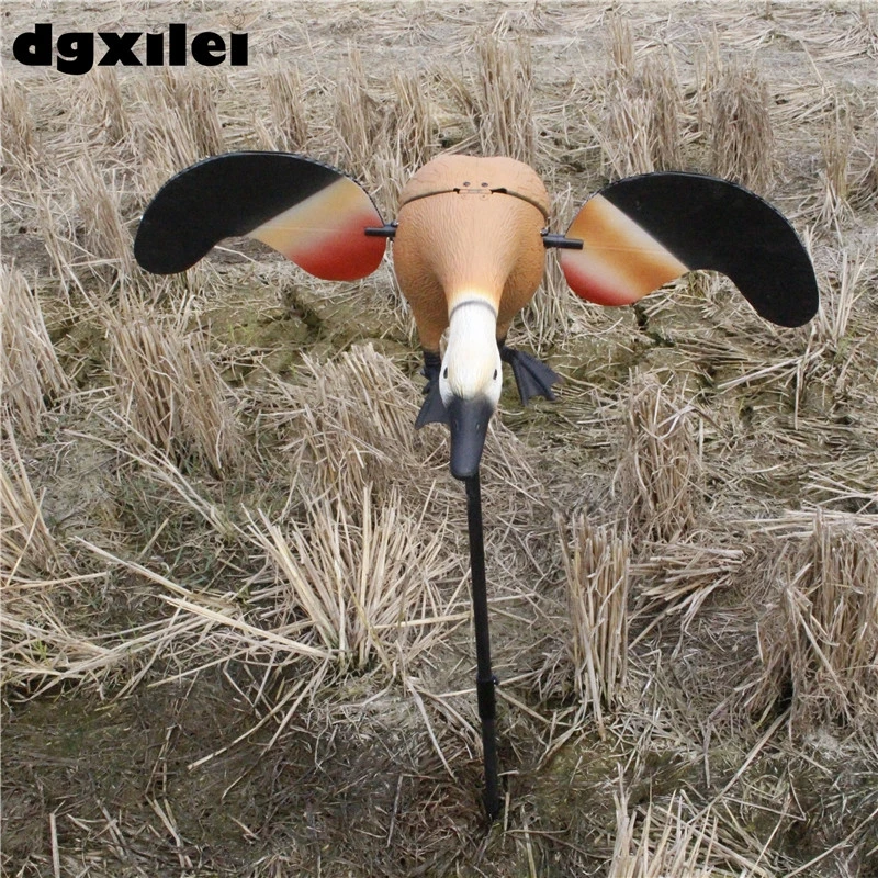 RUDDY SHELDUCK  (8)