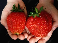300pcs/bag strawberry seeds giant strawberry Organic fruit seeds vegetables Non-GMO bonsai pot for home garden plant seeds